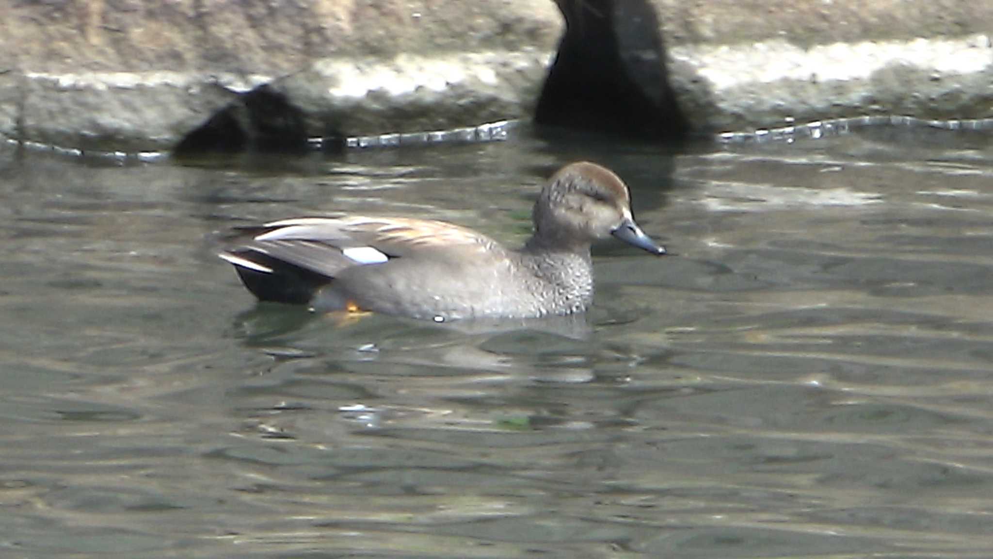 Gadwall