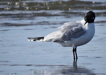 ズグロカモメ ふなばし三番瀬海浜公園 2022年3月20日(日)