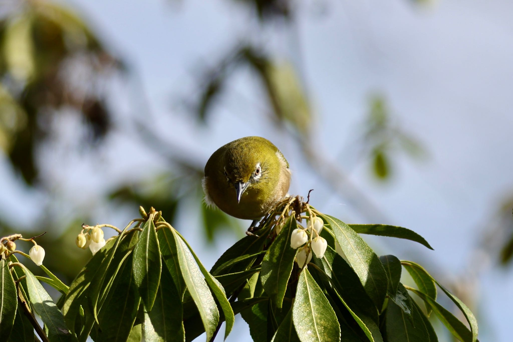 Photo of Warbling White-eye at Machida Yakushiike Park by 🐦Toshi🐧