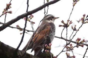 ツグミ 善福寺公園 2022年3月20日(日)