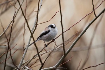 Long-tailed Tit 善福寺公園 Sun, 3/20/2022