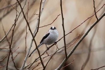 Long-tailed Tit 善福寺公園 Sun, 3/20/2022