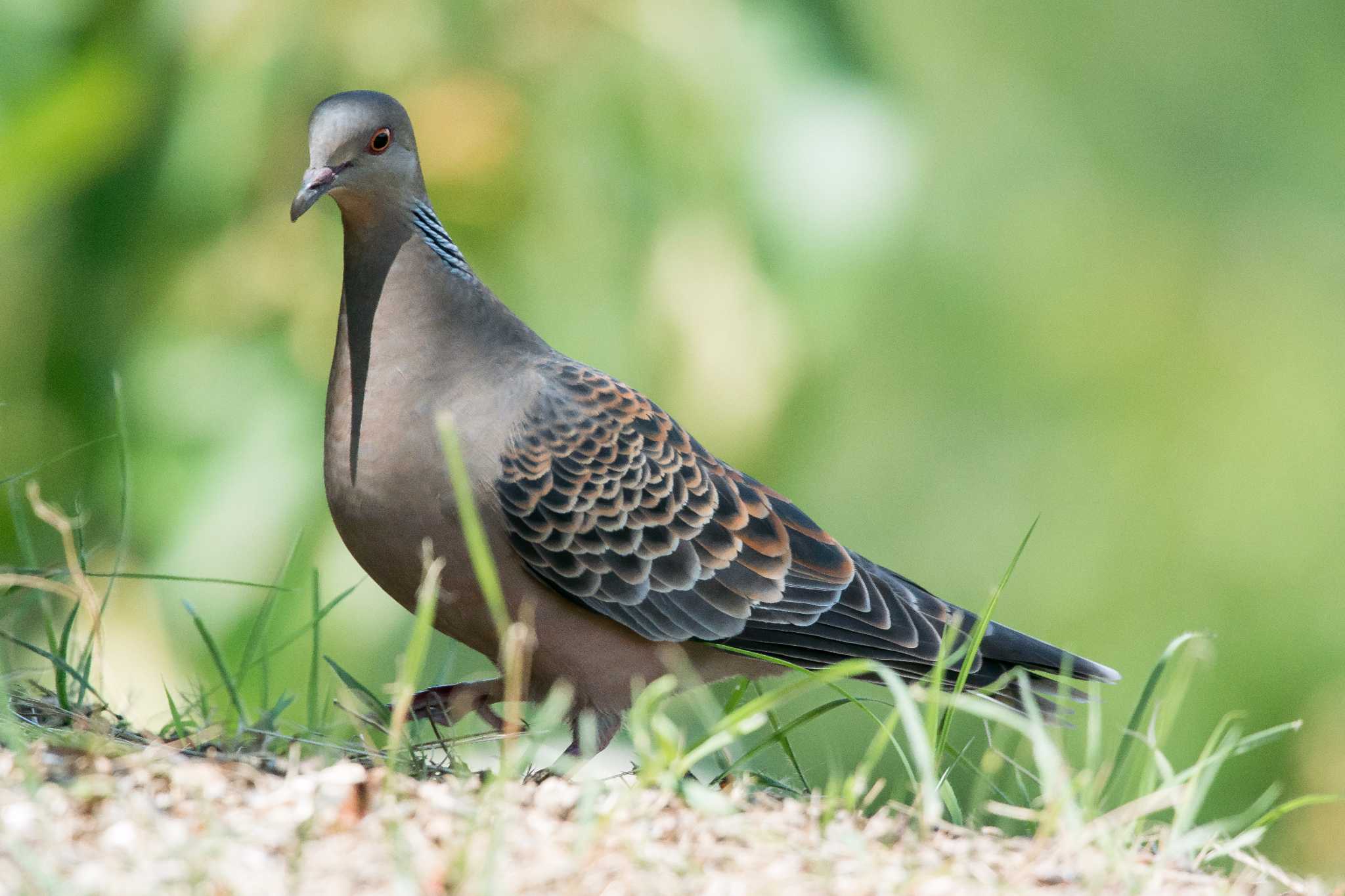 明石公園 キジバトの写真 by ときのたまお