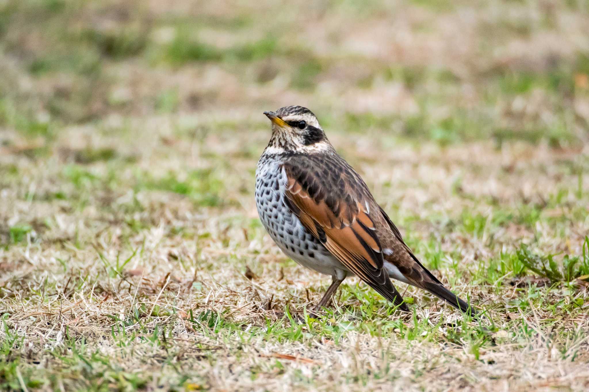 明石公園 ツグミの写真