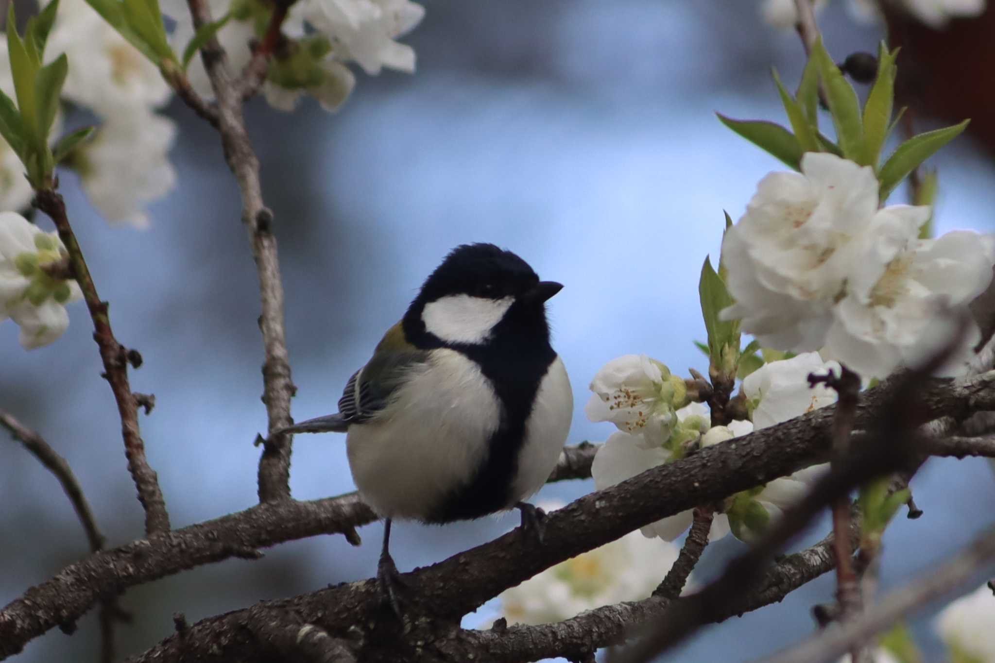 Photo of Japanese Tit at Kyoto Gyoen by ゆりかもめ