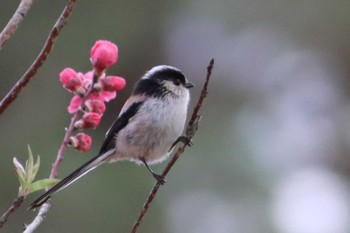 Long-tailed Tit Kyoto Gyoen Sun, 3/20/2022