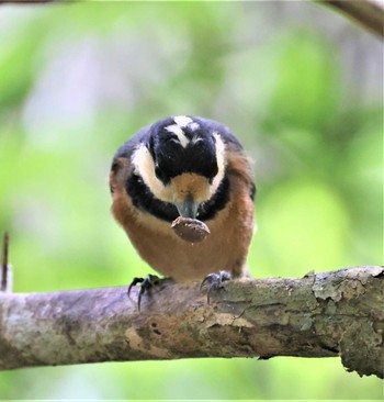 Varied Tit(amamii) Hijiotaki Sun, 3/20/2022