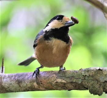 Varied Tit(amamii) Hijiotaki Sun, 3/20/2022