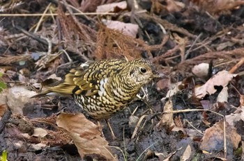 トラツグミ 各務野自然遺産の森 2022年3月8日(火)