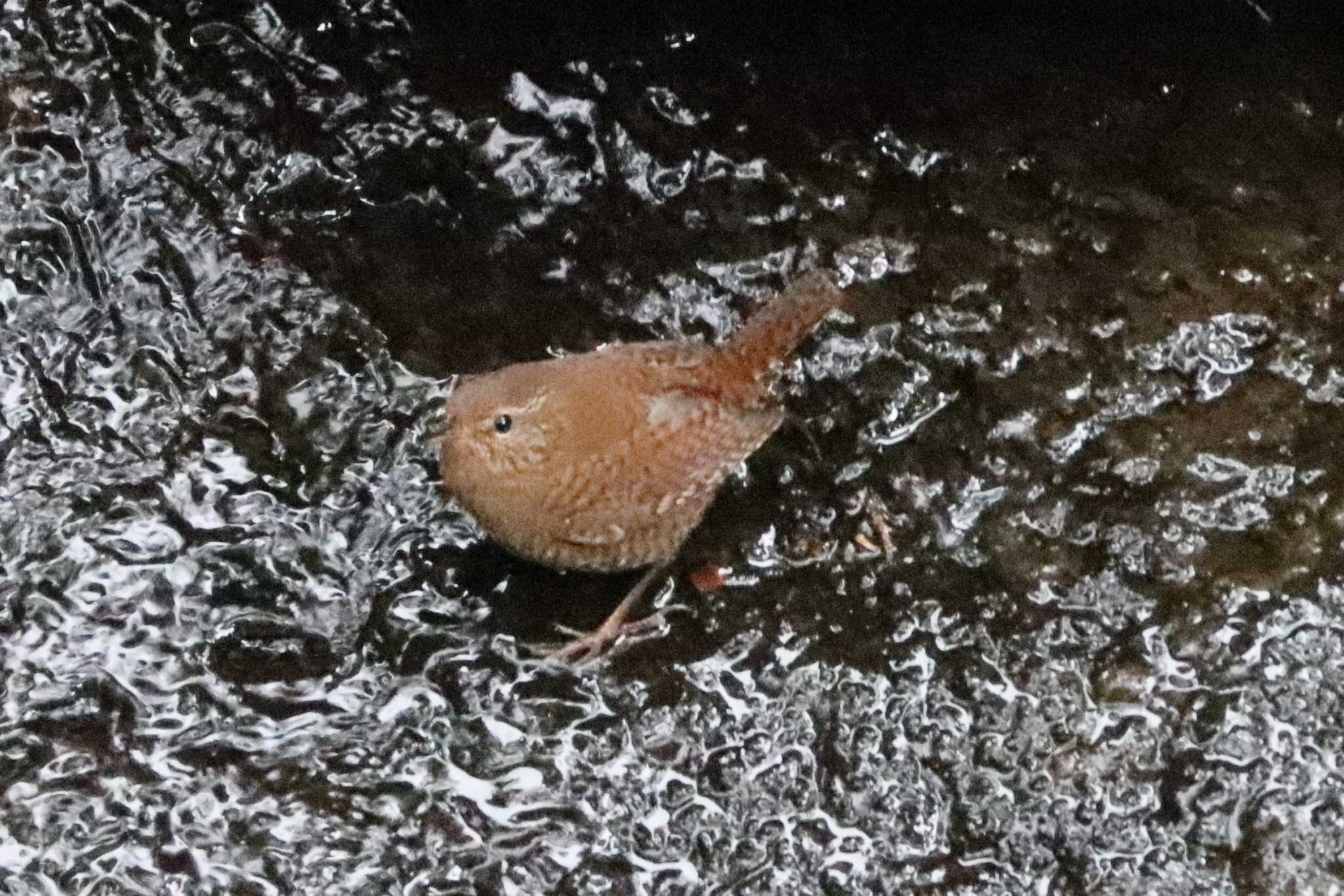 Eurasian Wren