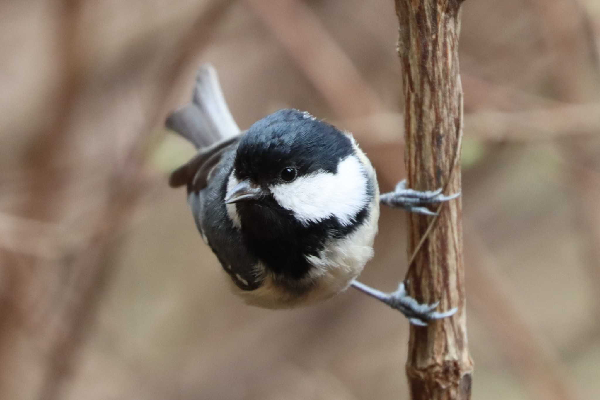 Photo of Coal Tit at 日向渓谷 by ぼぼぼ