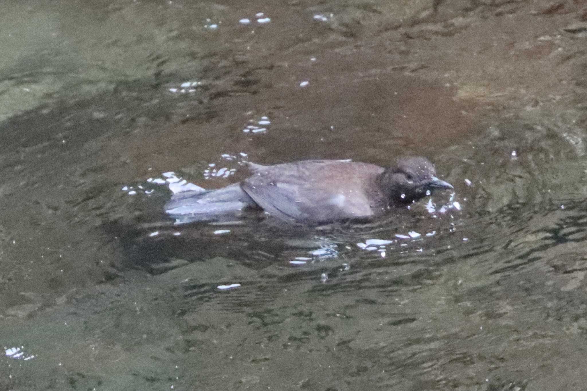 Brown Dipper