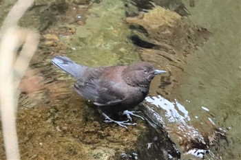 2022年3月20日(日) 日向渓谷の野鳥観察記録