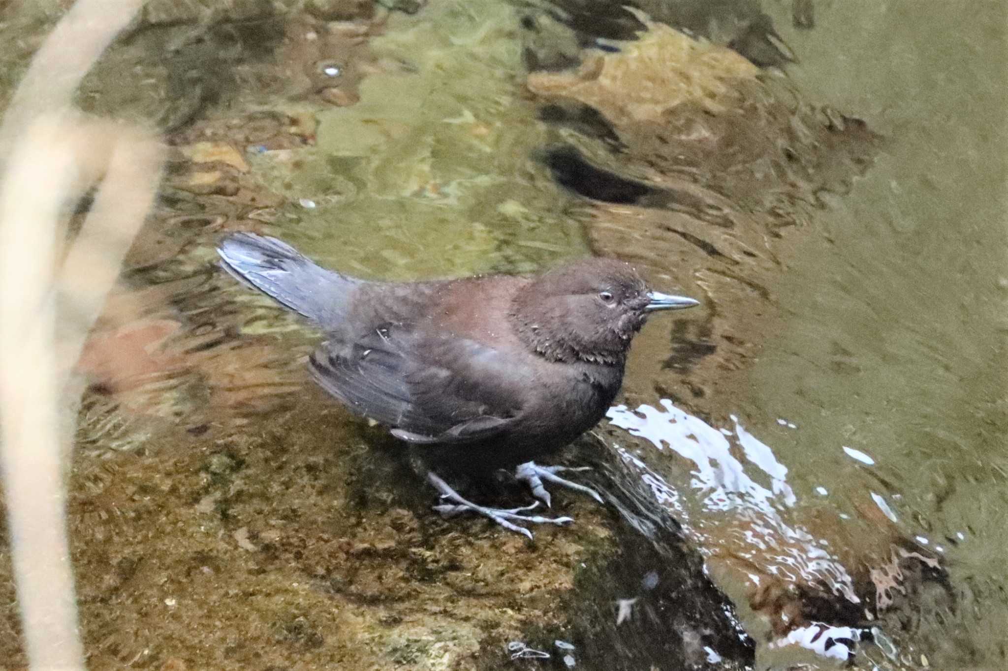 Brown Dipper