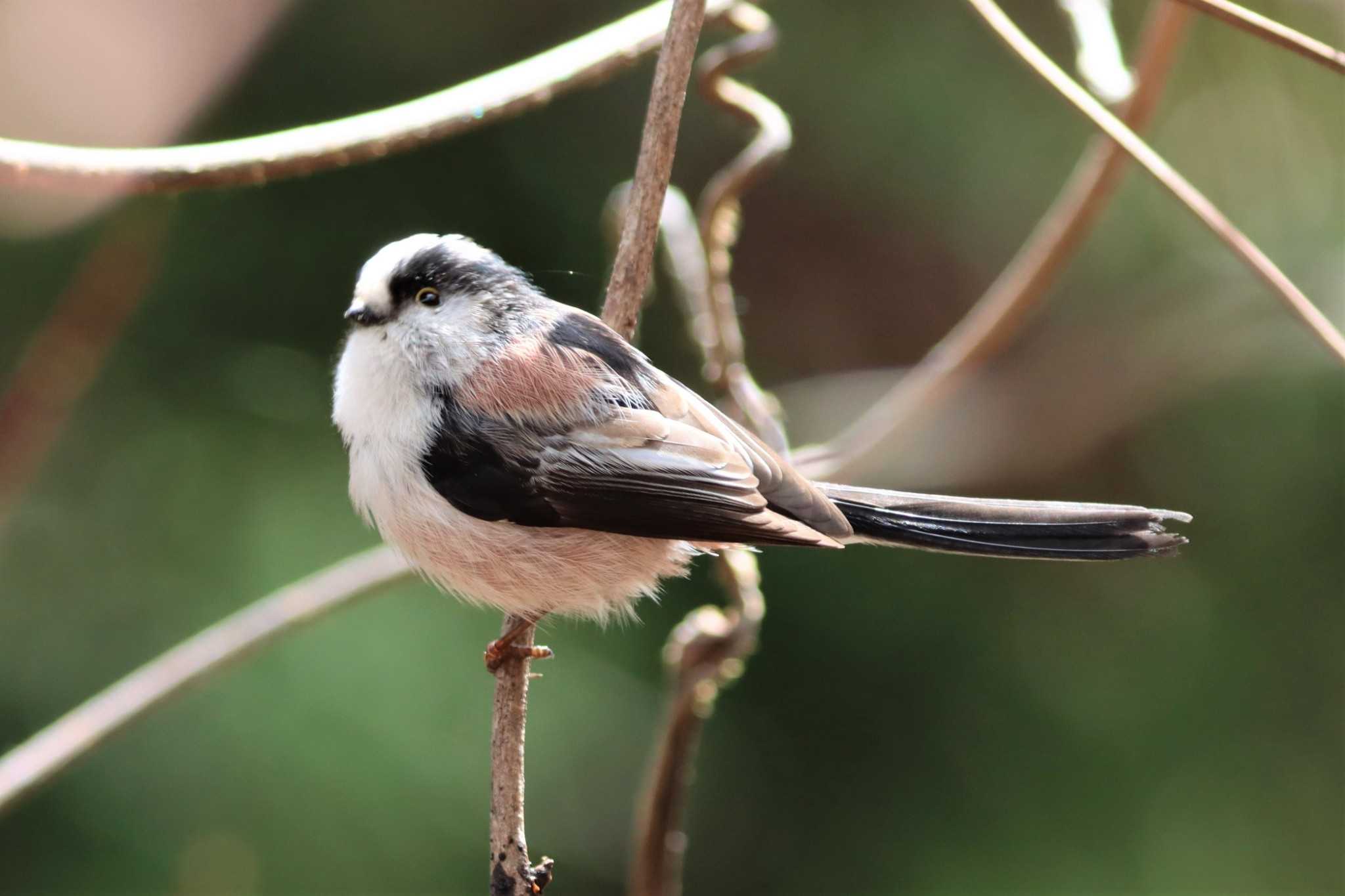 Photo of Long-tailed Tit at 日向渓谷 by ぼぼぼ