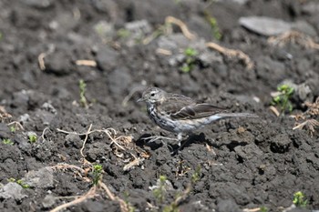 タヒバリ 伊佐沼 2022年3月20日(日)