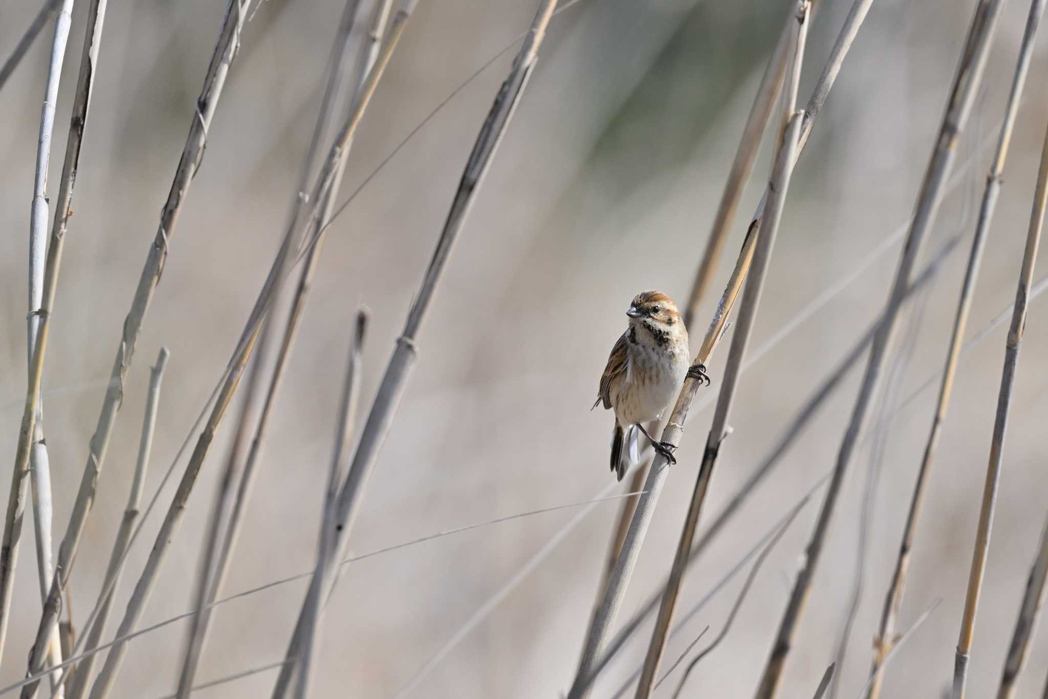 Photo of Common Reed Bunting at 黒浜沼 by ダイ