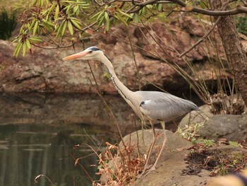 Grey Heron 大田区 Sun, 3/20/2022