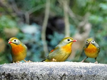 ソウシチョウ 摩耶山 2022年3月20日(日)