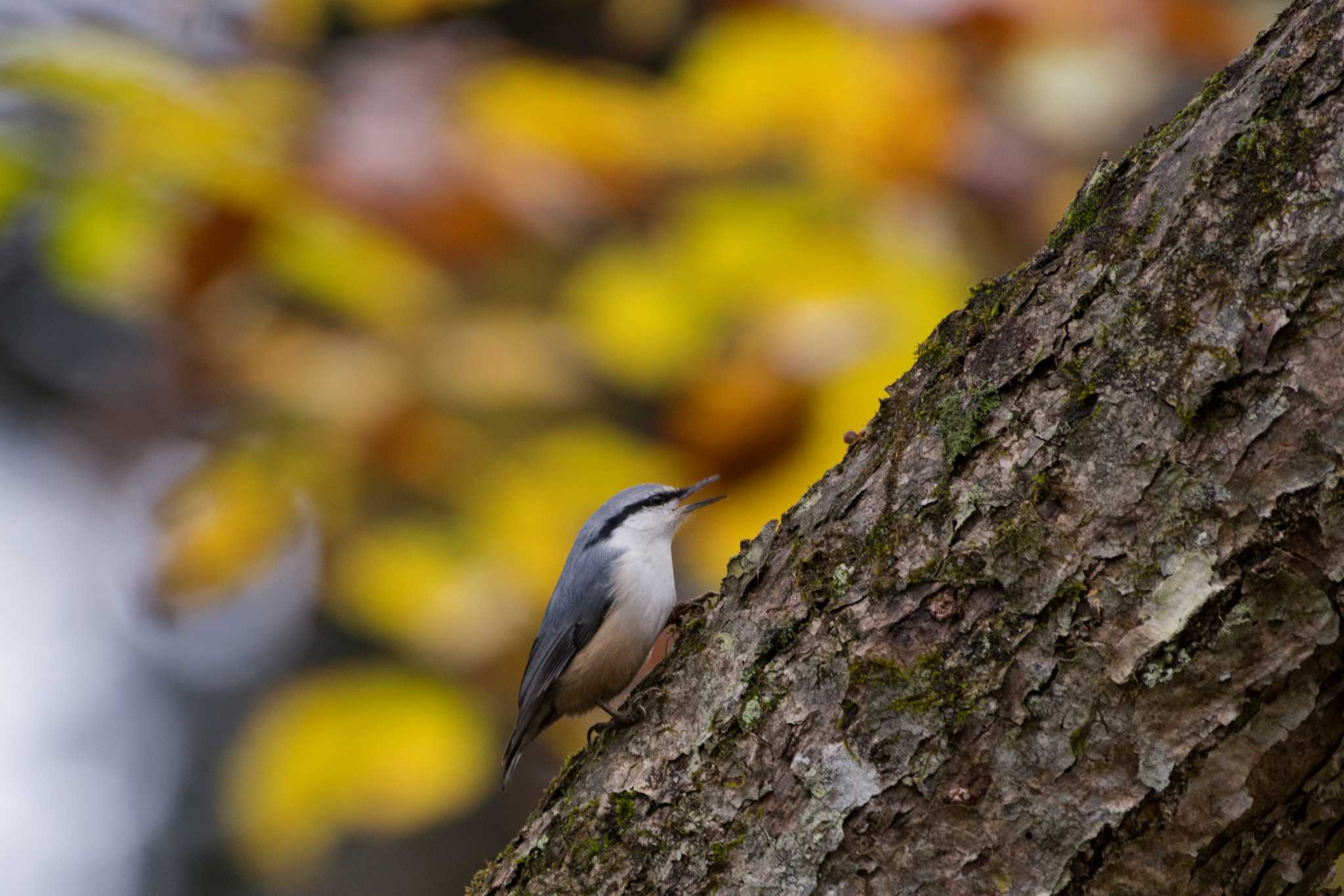 Photo of Eurasian Nuthatch at 長野県 by 倶利伽羅