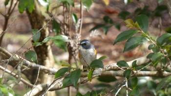 Red-flanked Bluetail Arima Fuji Park Sun, 3/20/2022