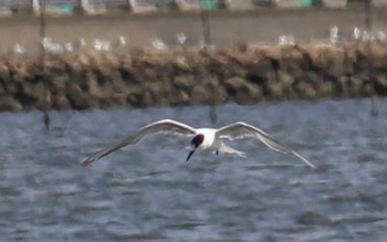 2022年3月20日(日) ふなばし三番瀬海浜公園の野鳥観察記録