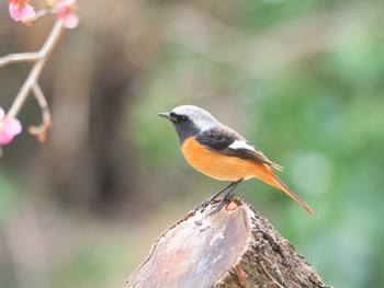 ジョウビタキ 駒木野 2022年3月20日(日)