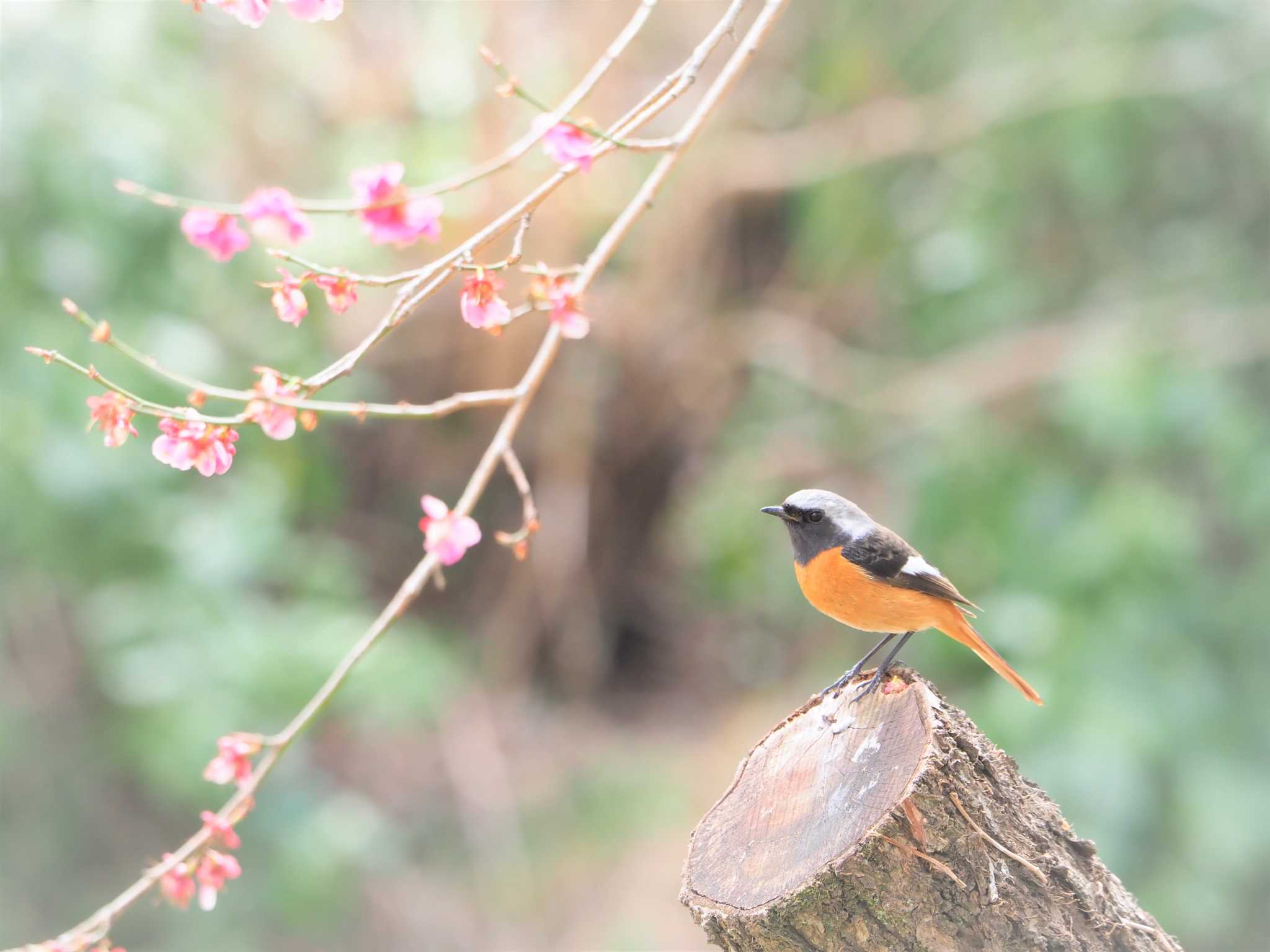 駒木野 ジョウビタキの写真 by まめカメラ