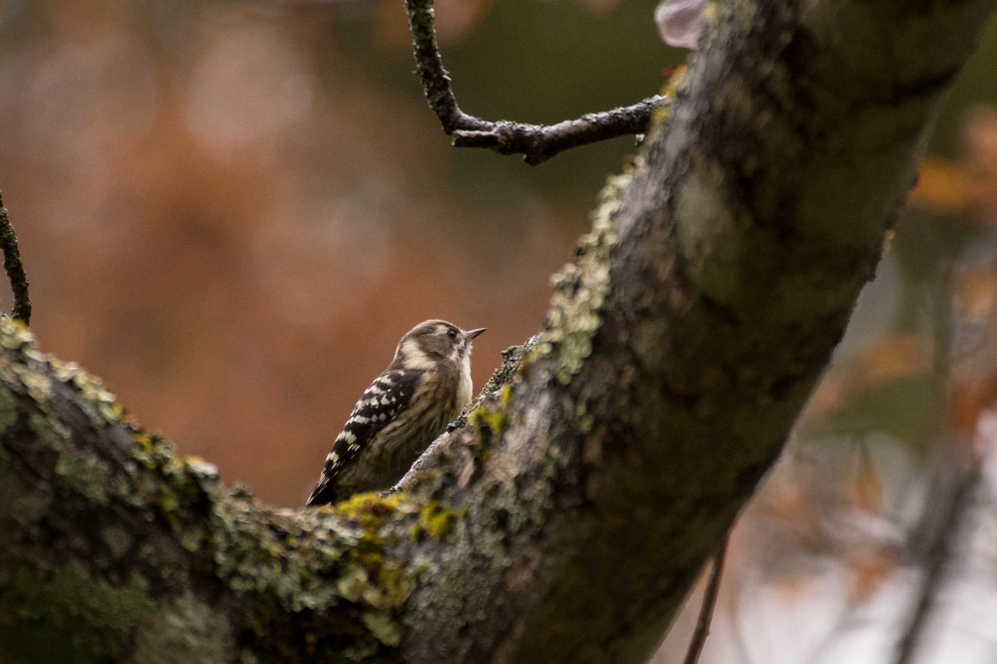 長野県 コゲラの写真 by 倶利伽羅