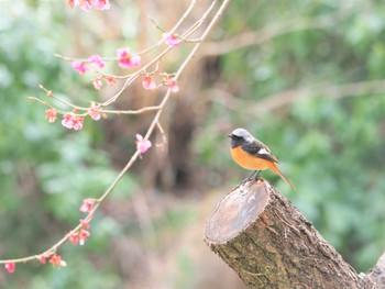 ジョウビタキ 駒木野 2022年3月20日(日)