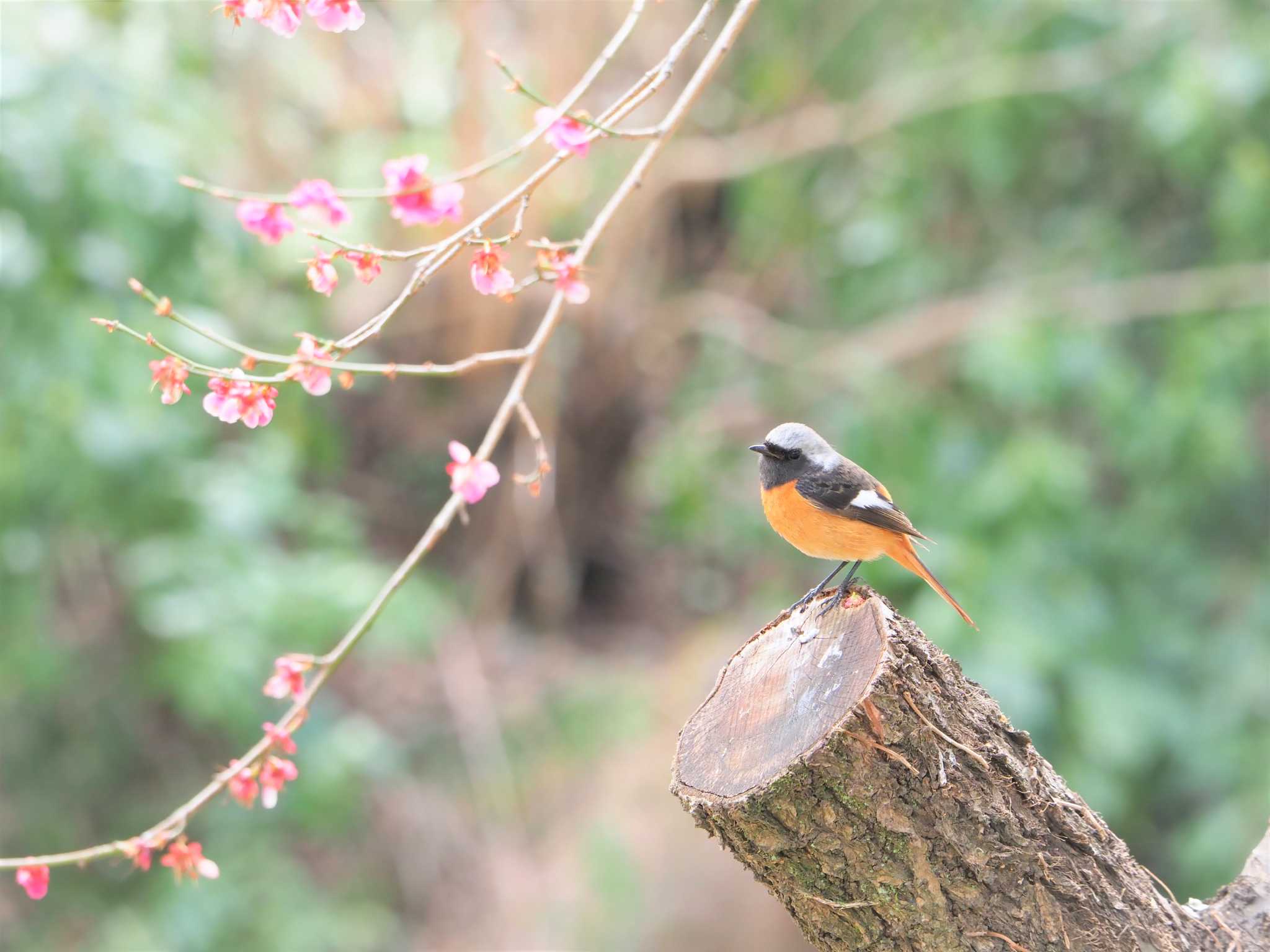 駒木野 ジョウビタキの写真 by まめカメラ