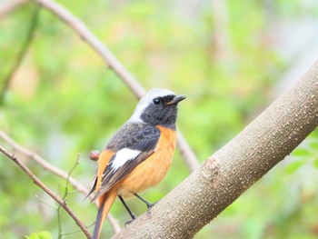 ジョウビタキ 駒木野 2022年3月20日(日)