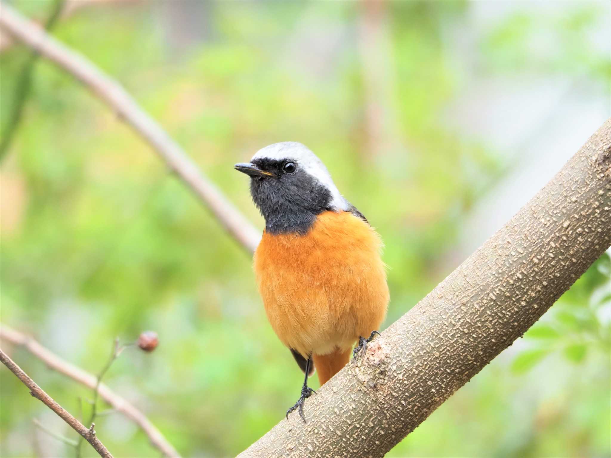 駒木野 ジョウビタキの写真 by まめカメラ