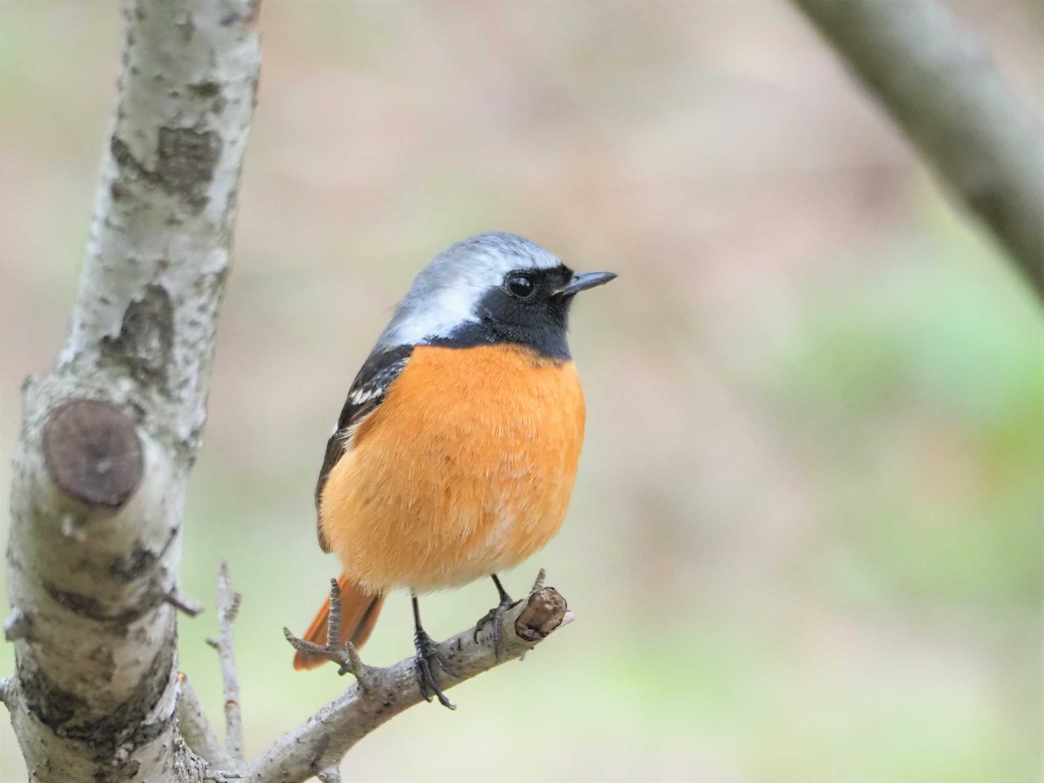 駒木野 ジョウビタキの写真 by まめカメラ