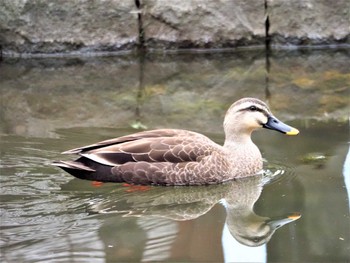 カルガモ 片倉城跡公園 2022年3月20日(日)