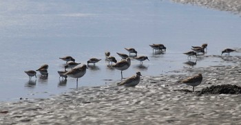 ダイゼン ふなばし三番瀬海浜公園 2022年3月20日(日)