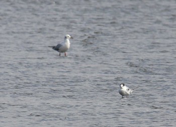 アジサシ ふなばし三番瀬海浜公園 2022年3月20日(日)