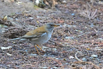 Pale Thrush 坂田が池 Sun, 3/20/2022