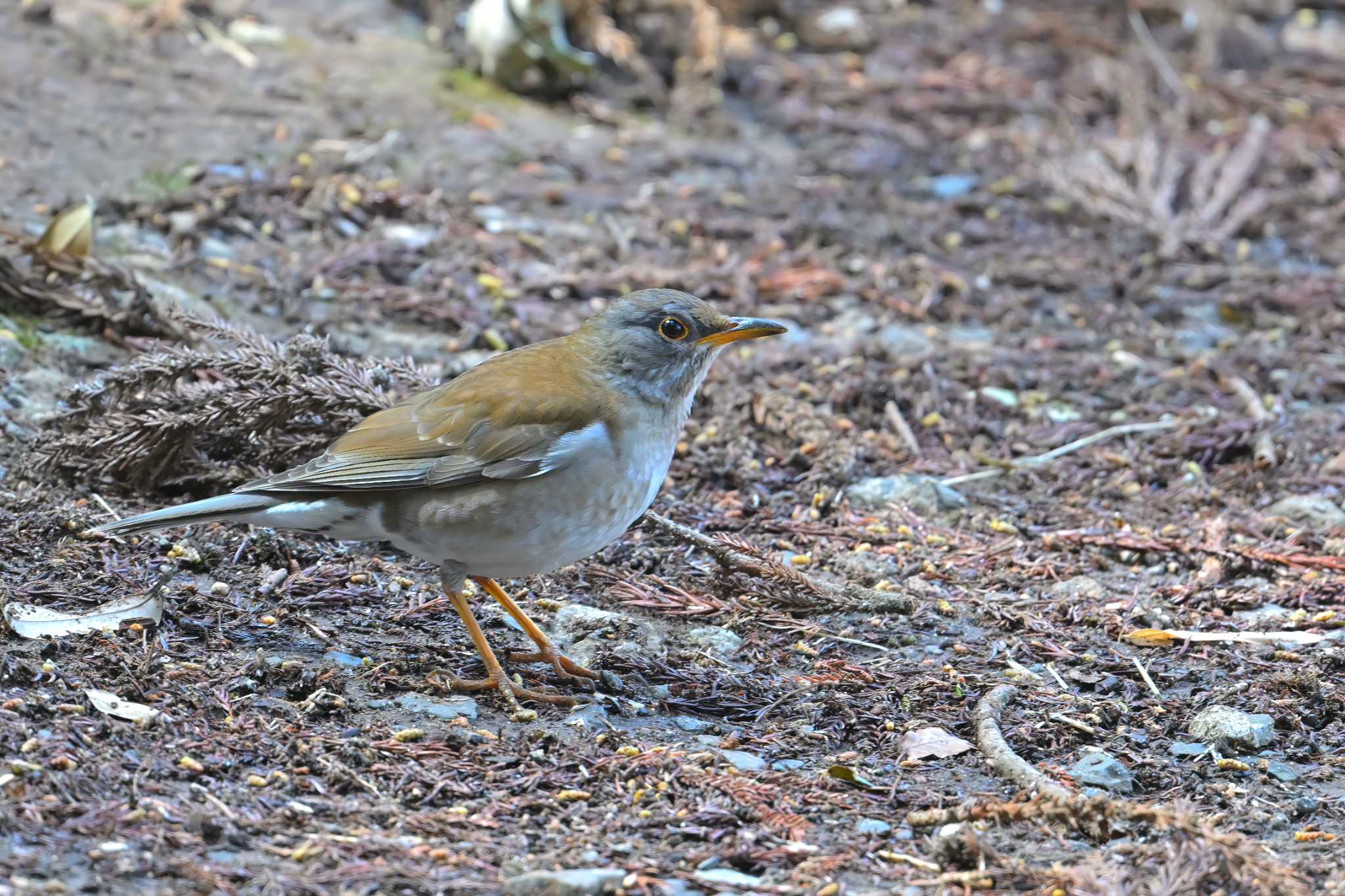 Photo of Pale Thrush at 坂田が池 by birds@hide3