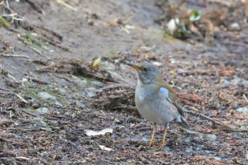 Pale Thrush 坂田が池 Sun, 3/20/2022