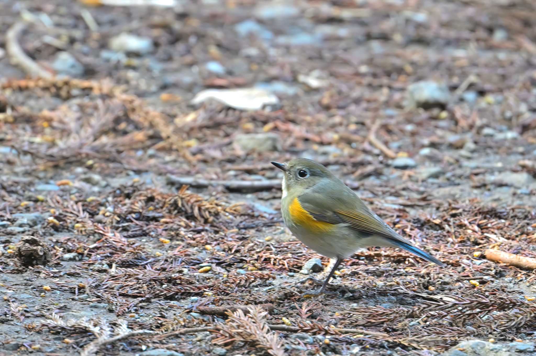 Photo of Red-flanked Bluetail at 坂田が池 by birds@hide3