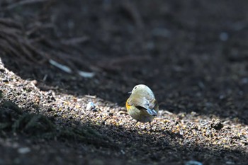 ルリビタキ 坂田が池 2022年3月20日(日)