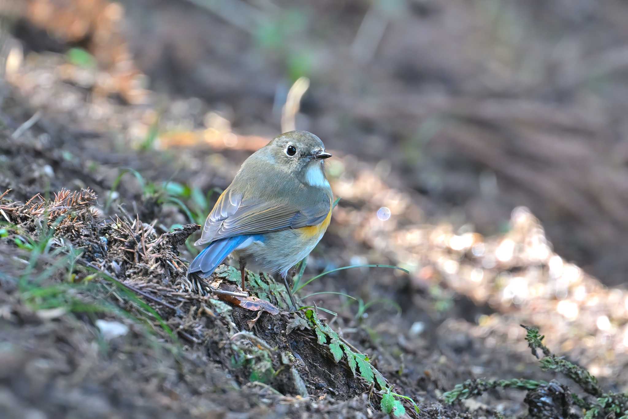 Photo of Red-flanked Bluetail at 坂田が池 by birds@hide3