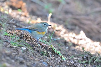 Red-flanked Bluetail 坂田が池 Sun, 3/20/2022