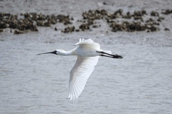 Sun, 3/20/2022 Birding report at Kasai Rinkai Park