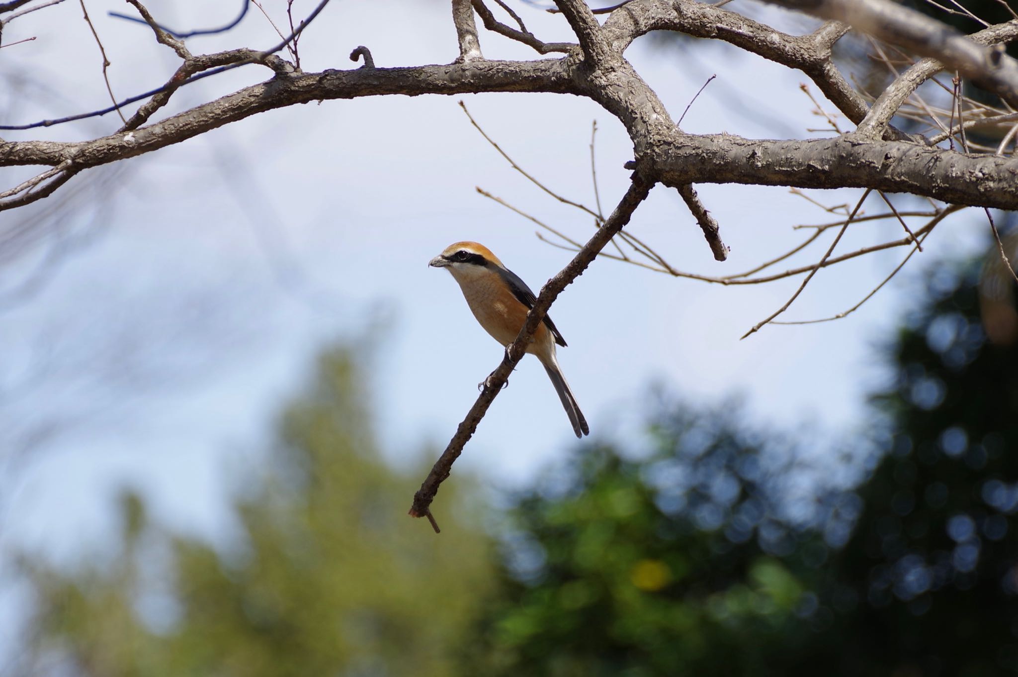 Bull-headed Shrike