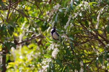 Japanese Tit Showa Kinen Park Sun, 3/20/2022