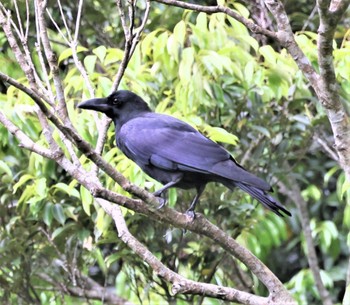 リュウキュウハシブトガラス 比地大滝 2022年3月19日(土)