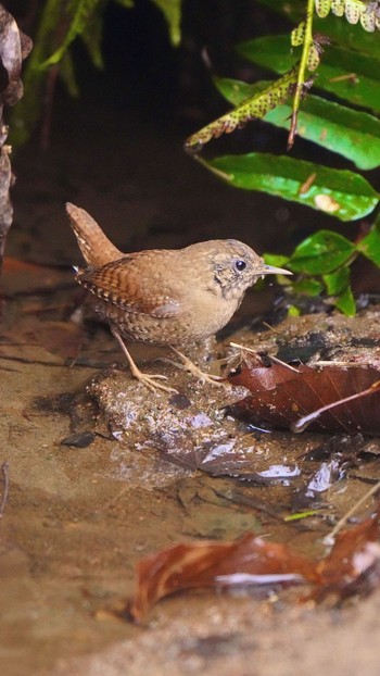 2022年3月19日(土) 薬師池公園の野鳥観察記録