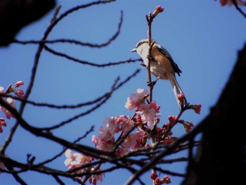 モズ 新宿御苑 2022年3月20日(日)